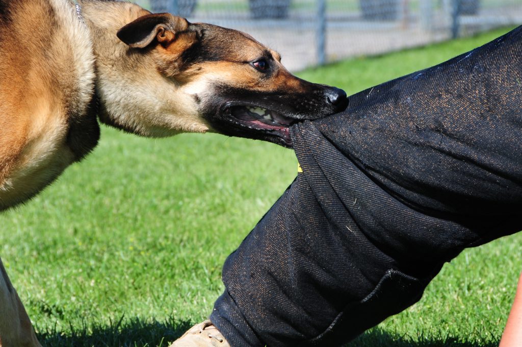 Los Mejores Abogados en Español Cerca de Mí Expertos en Mordeduras, Agravios y Ataques de Perros y Animales en La Verne California